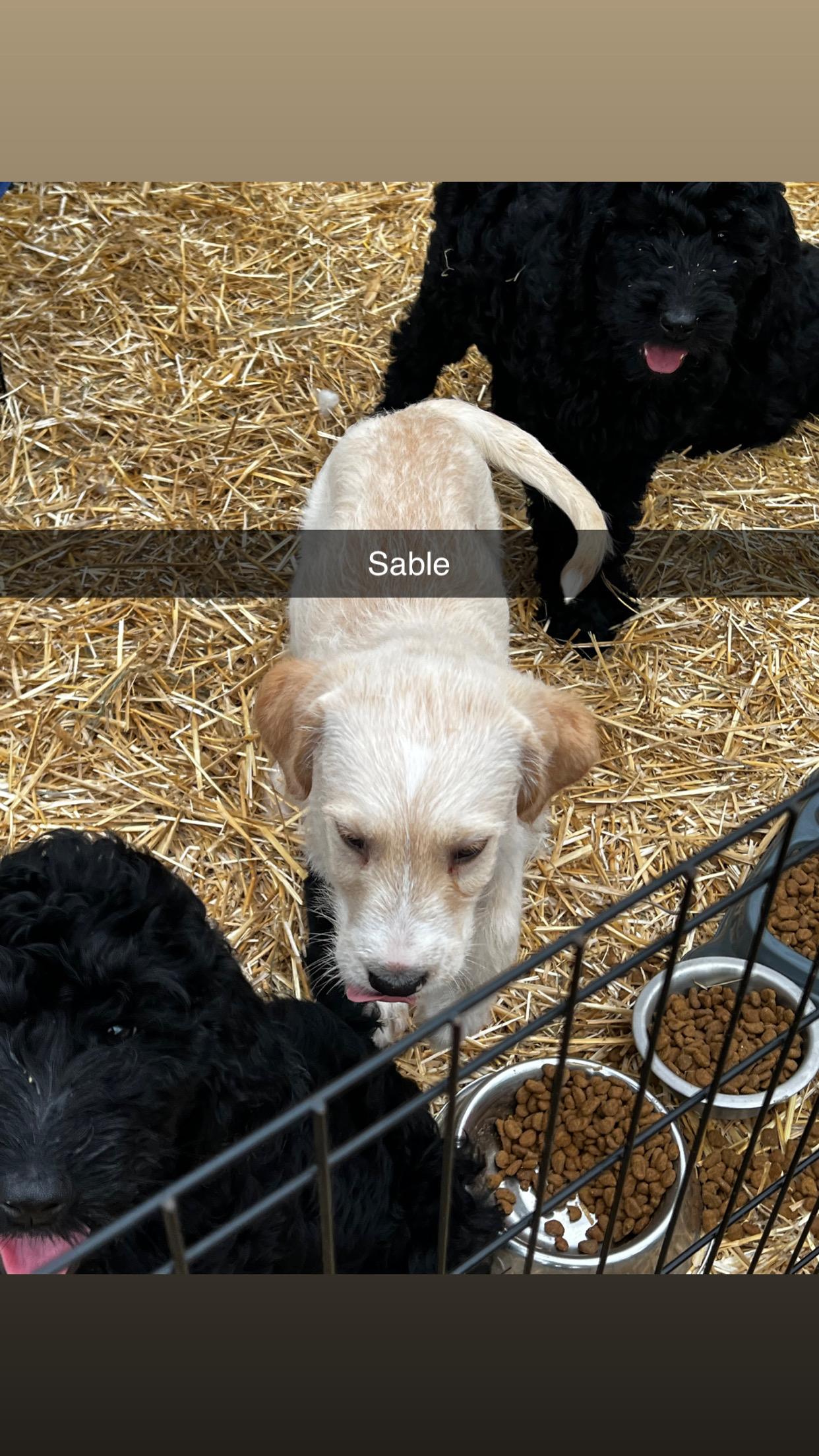 Enlarge Sable, a ADOPTABLE Goldendoodle in Myrtle, MS image 2/3