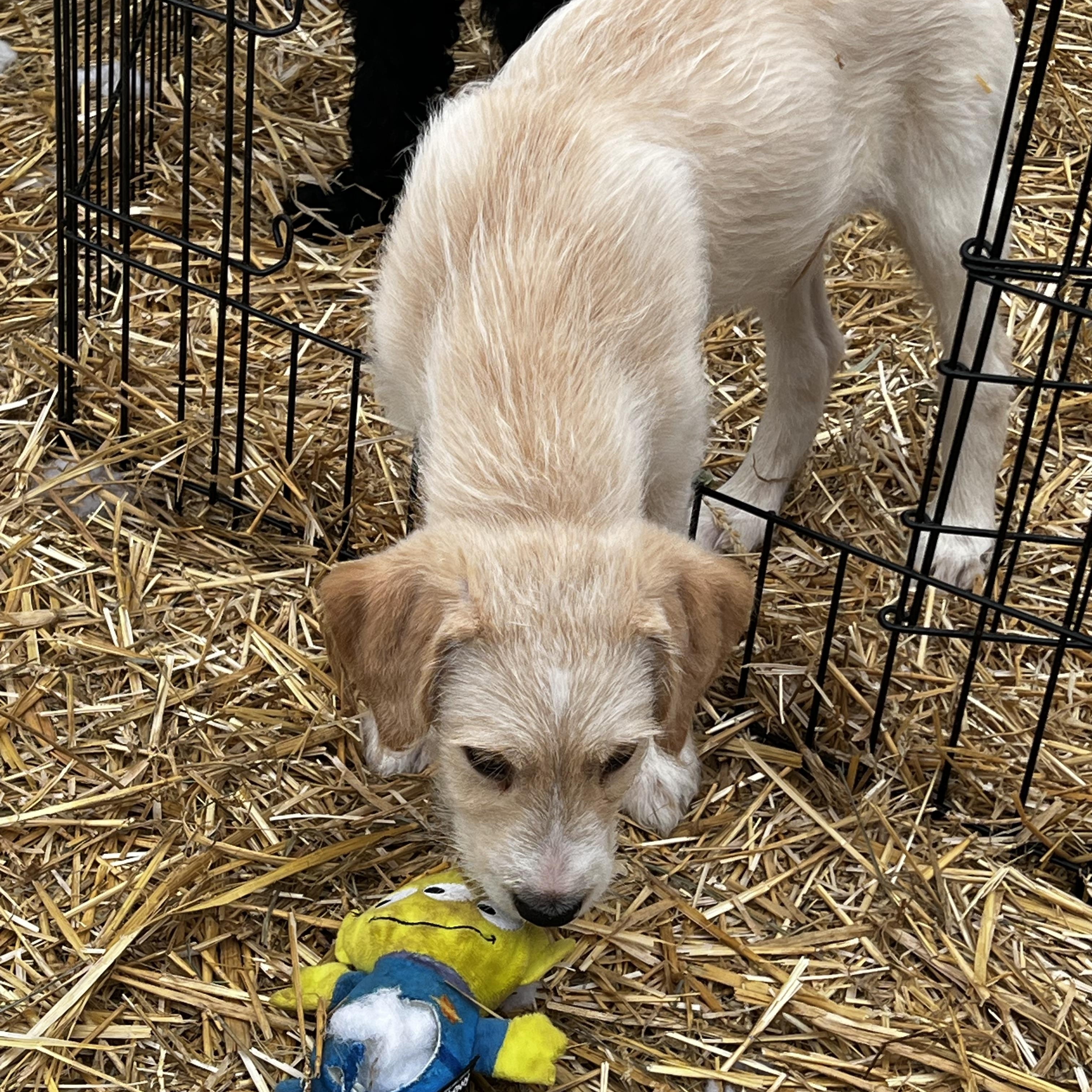 Enlarge Sable, a ADOPTABLE Goldendoodle in Myrtle, MS image 3/3