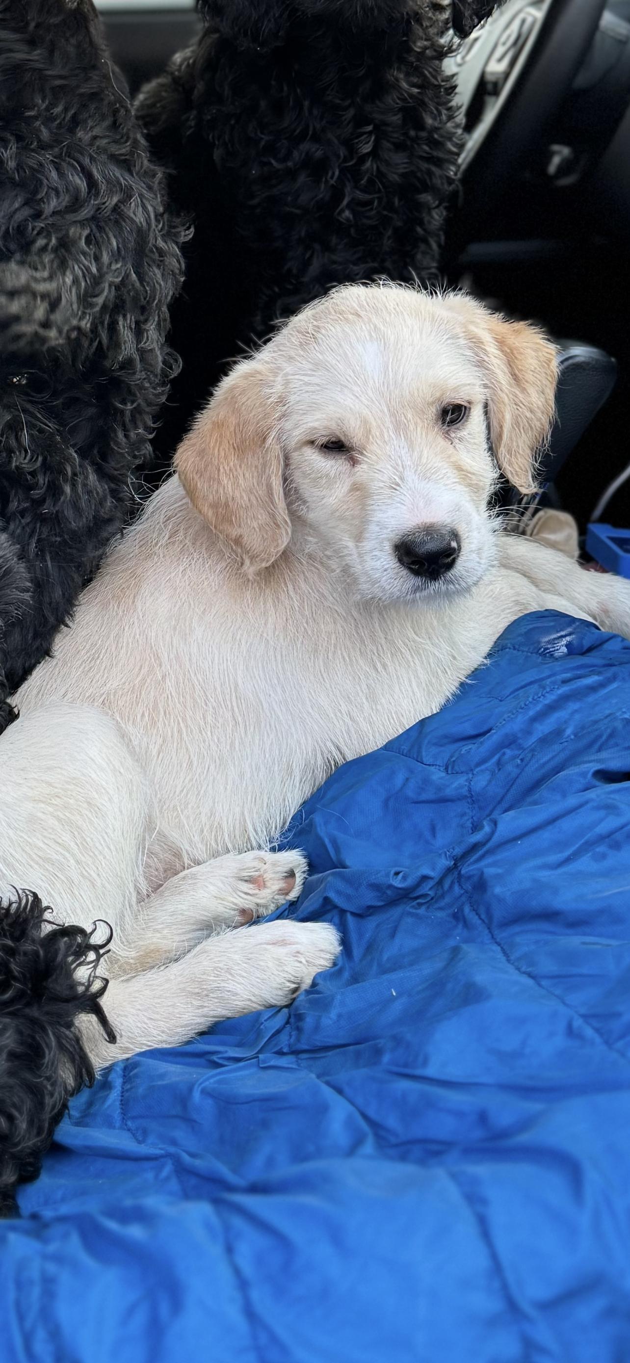Enlarge Sable, a ADOPTABLE Goldendoodle in Myrtle, MS image 1/3