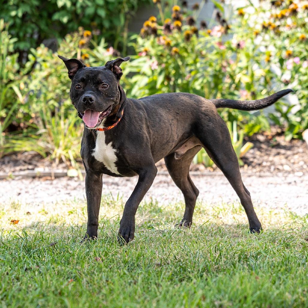 Nano, a Adoptable Pit Bull Terrier in Council Bluffs, IA image 1/6
