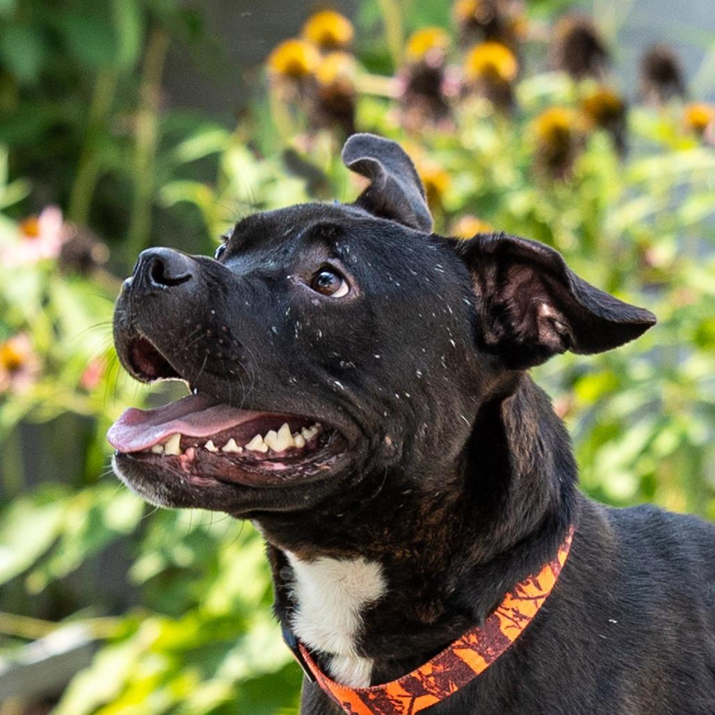 Nano, a Adoptable Pit Bull Terrier in Council Bluffs, IA image 2/6