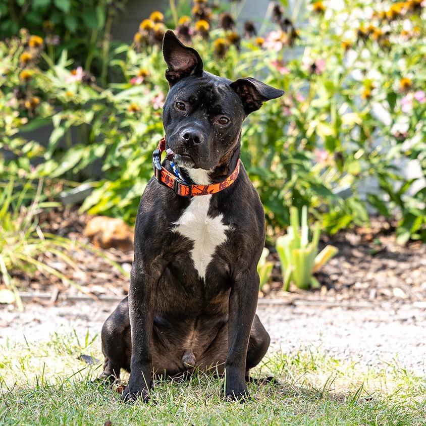 Nano, a Adoptable Pit Bull Terrier in Council Bluffs, IA image 3/6