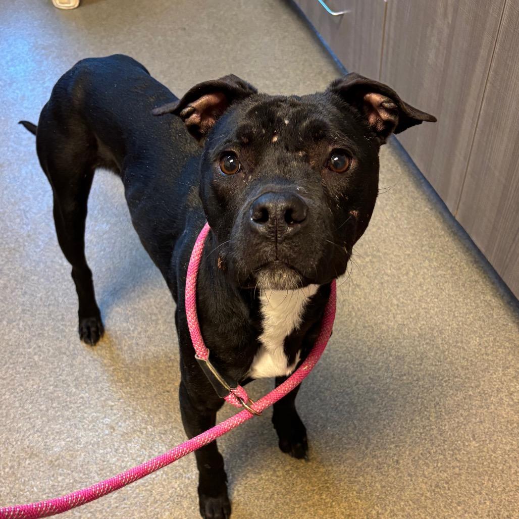 Enlarge Nano, a Adoptable Pit Bull Terrier in Council Bluffs, IA image 3/6
