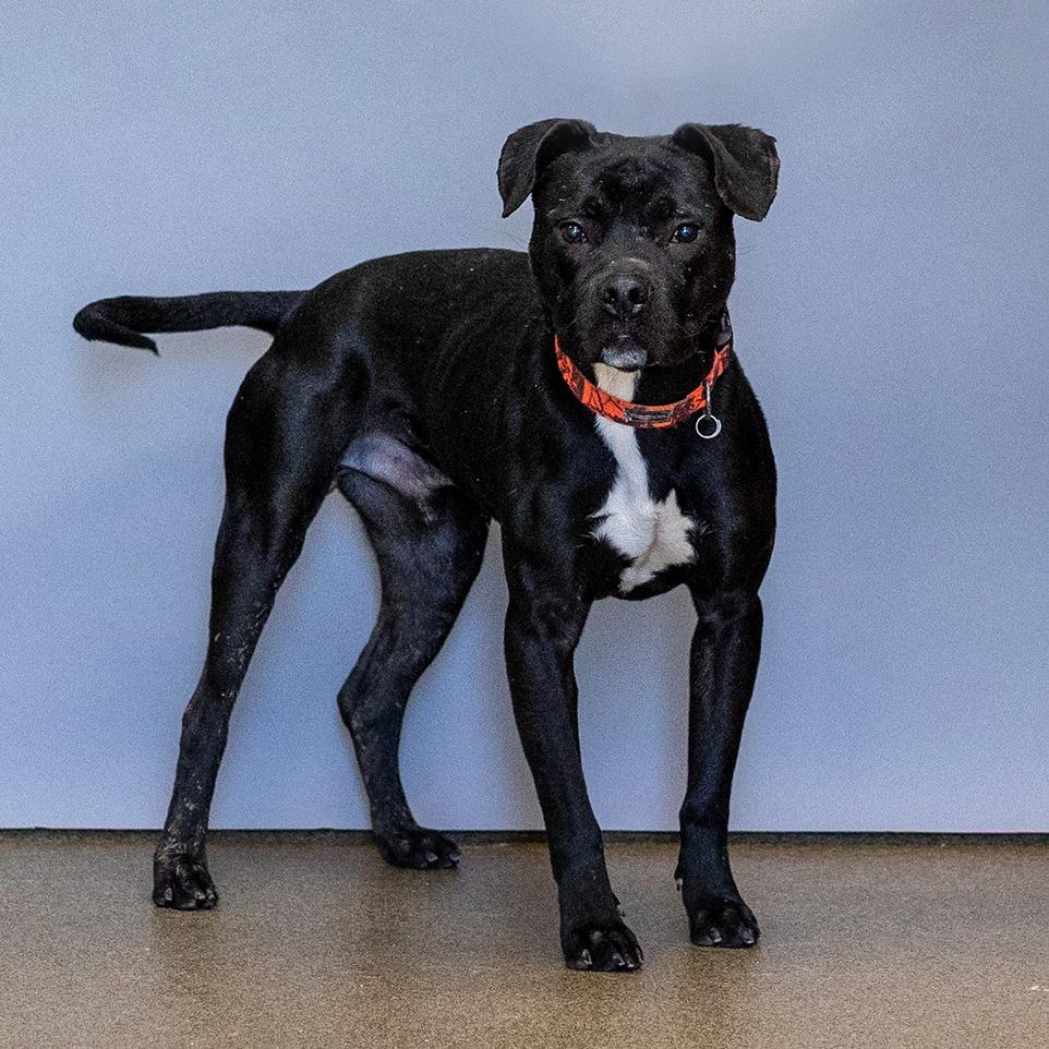 Nano, Adoptable, Adult Male Pit Bull Terrier.