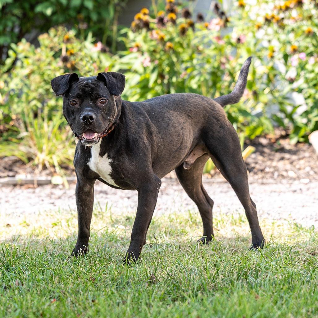 Nano, a Adoptable Pit Bull Terrier in Council Bluffs, IA image 6/6