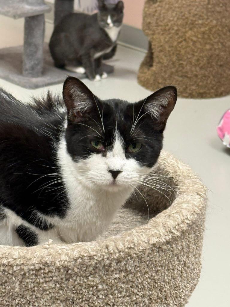 Brie, Adoptable, Young Female Domestic Short Hair.