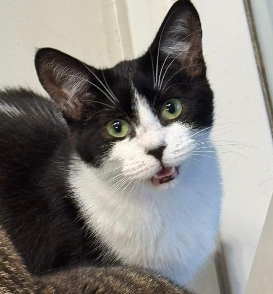 Enlarge Brie, a Adoptable mixed breed in Dalton, GA image 2/3