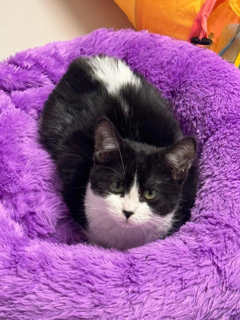 Enlarge Brie, a Adoptable mixed breed in Dalton, GA image 3/3