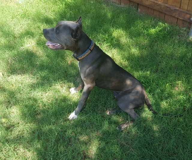 Thomas, Adopted, Young Male American Staffordshire Terrier.
