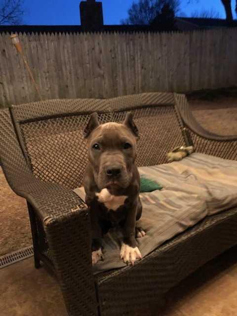 Enlarge Thomas, a Adopted American Staffordshire Terrier in Oklahoma City, OK image 2/4