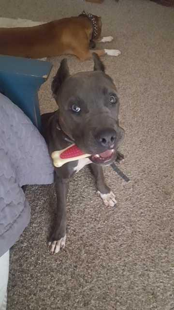 Enlarge Thomas, a Adopted American Staffordshire Terrier in Oklahoma City, OK image 3/4