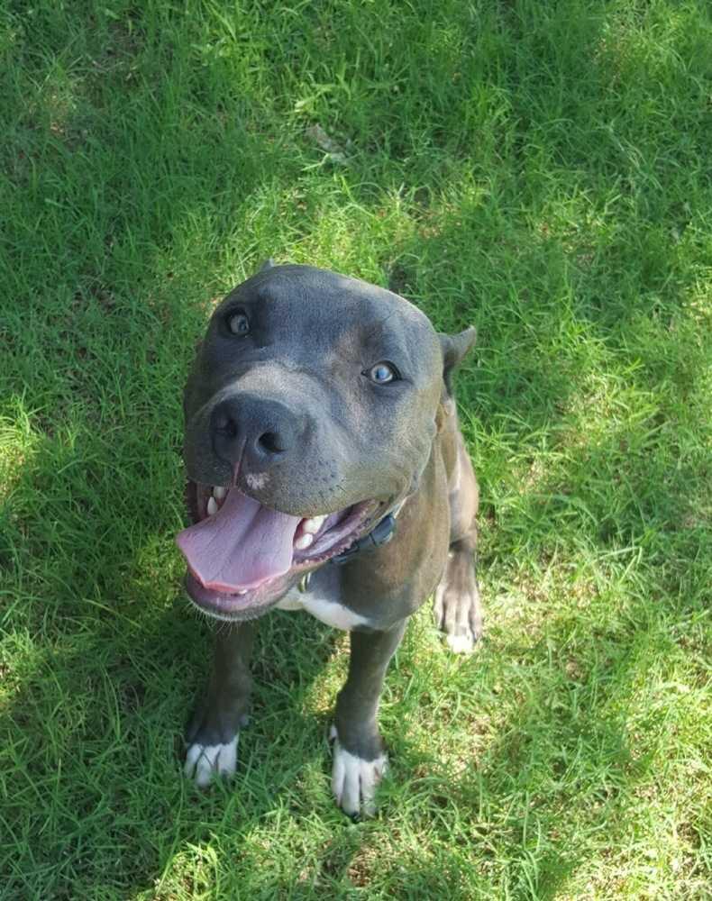Enlarge Thomas, a Adopted American Staffordshire Terrier in Oklahoma City, OK image 4/4