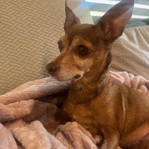 Willow, Adoptable, Senior Female Chihuahua.