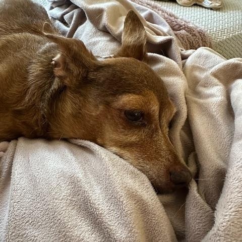 Willow, a Adoptable mixed breed in Mesa, AZ image 2/3