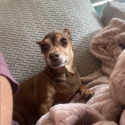 Willow, a Adoptable mixed breed in Mesa, AZ image 3/3