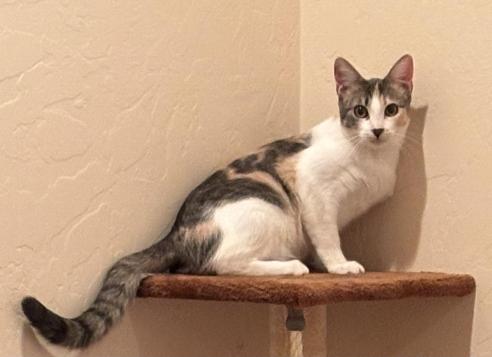 Maple, an adoptable Domestic Short Hair in Sierra Vista, AZ image 1/3