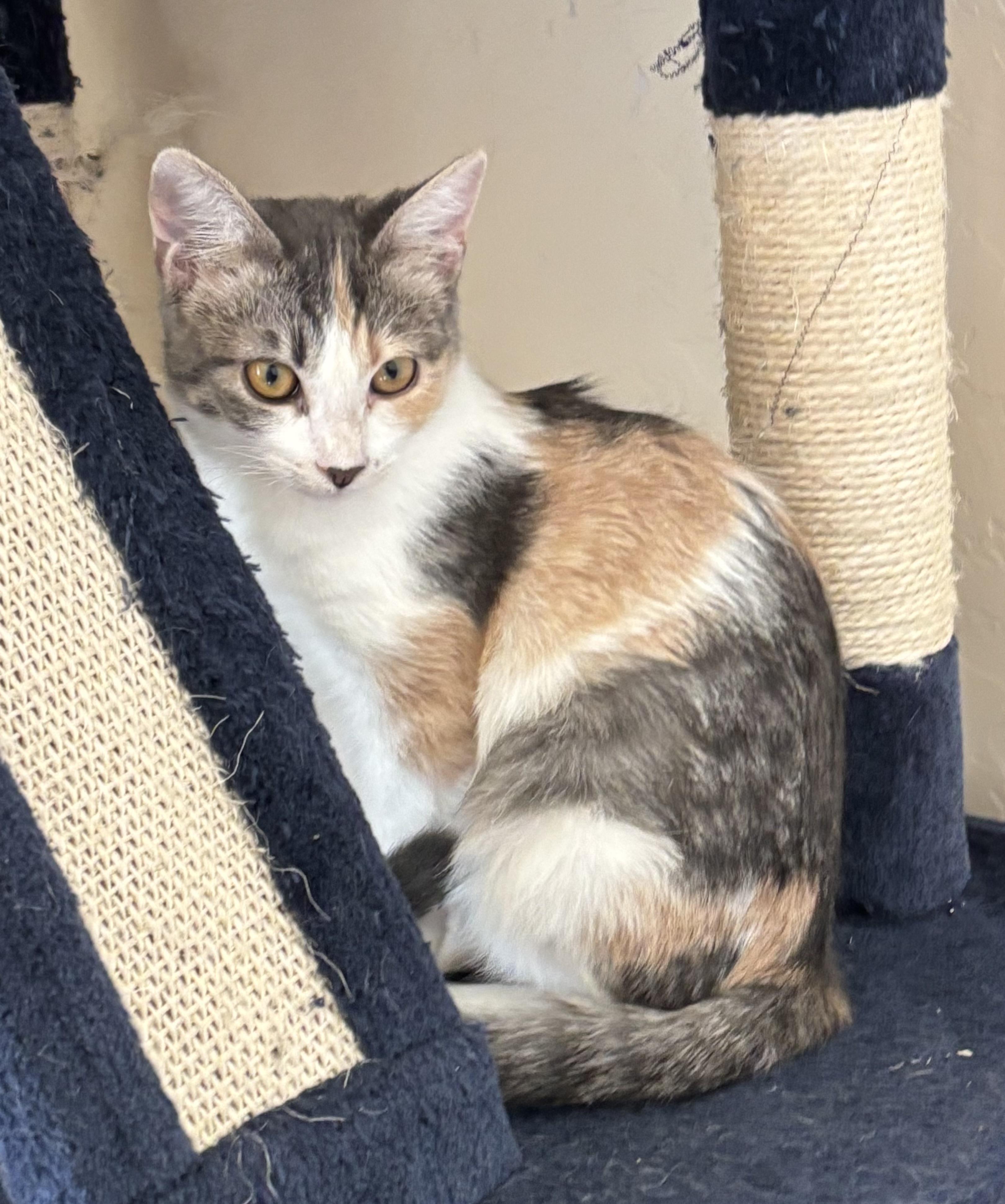 Maple, an adoptable Domestic Short Hair in Sierra Vista, AZ image 2/3