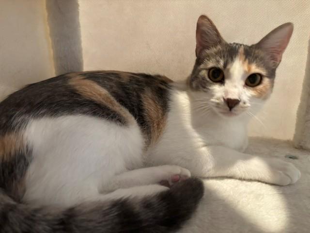 Maple, an adoptable Domestic Short Hair in Sierra Vista, AZ image 4/6