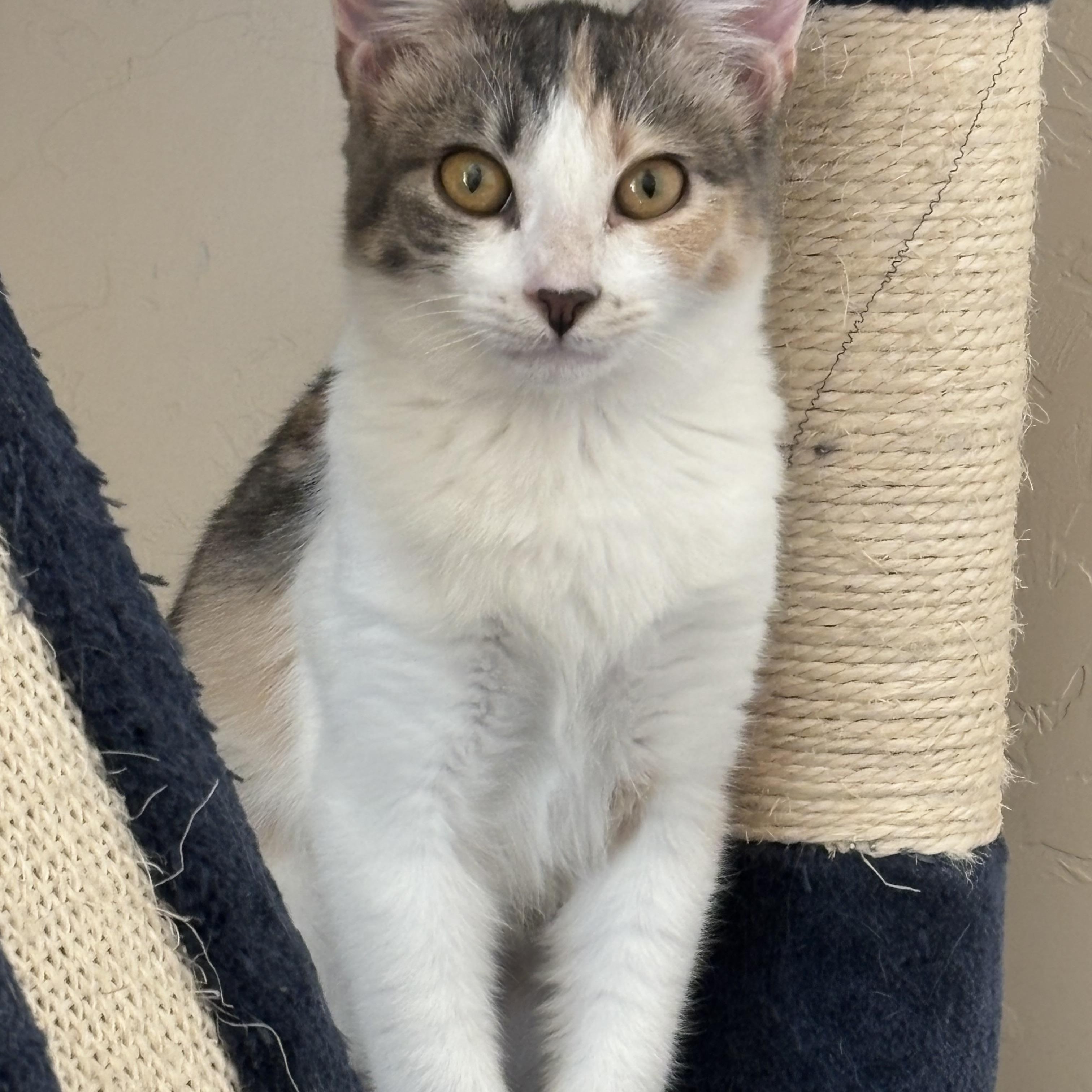 Maple, adoptable, Adult Female Domestic Short Hair.