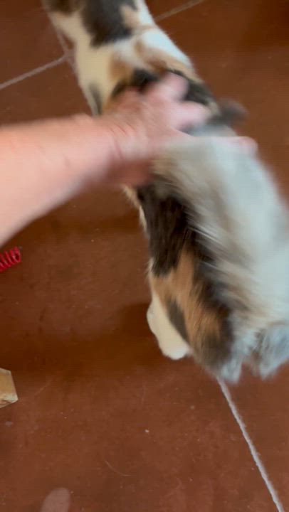 Enlarge Maple, an adoptable Domestic Short Hair in Sierra Vista, AZ video 6/6