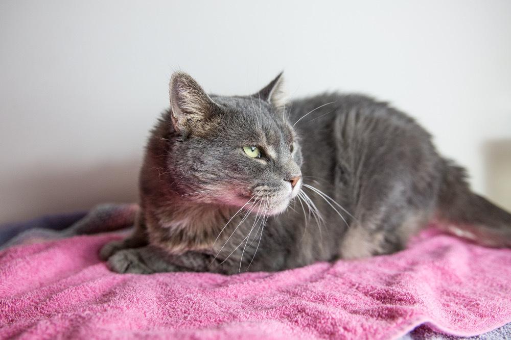 Enlarge Nayla, a Adoptable Domestic Short Hair in Wheaton, IL image 2/3