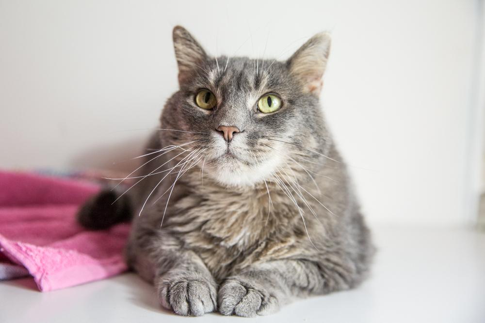 Enlarge Nayla, a Adoptable Domestic Short Hair in Wheaton, IL image 4/6