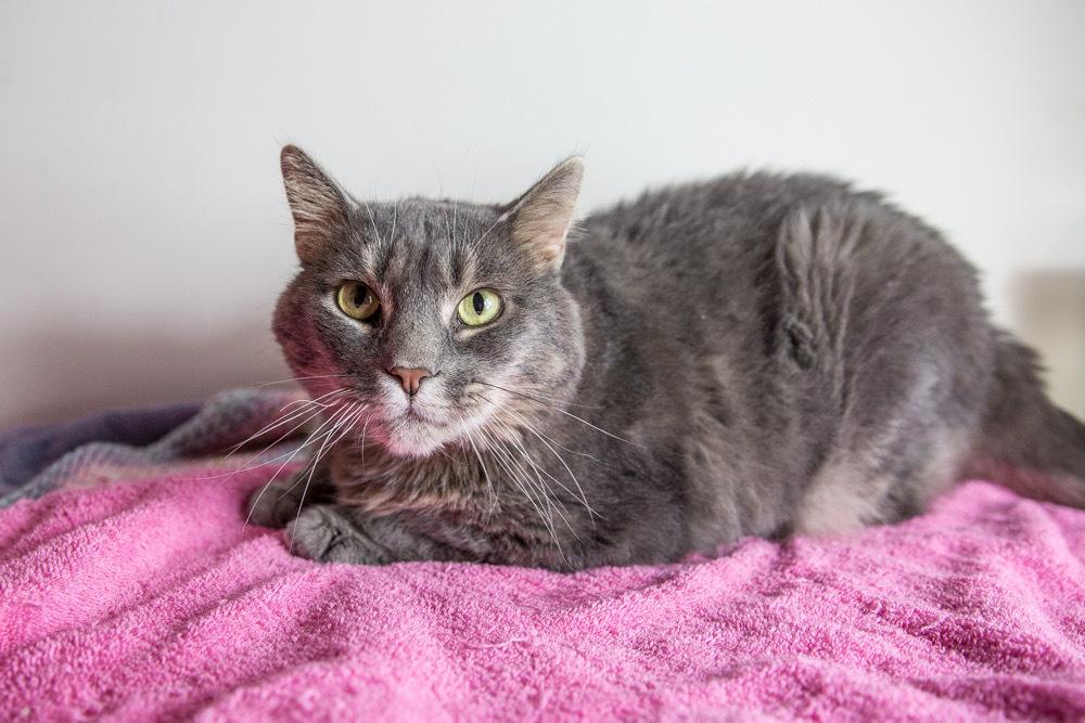Enlarge Nayla, a Adoptable Domestic Short Hair in Wheaton, IL image 3/3