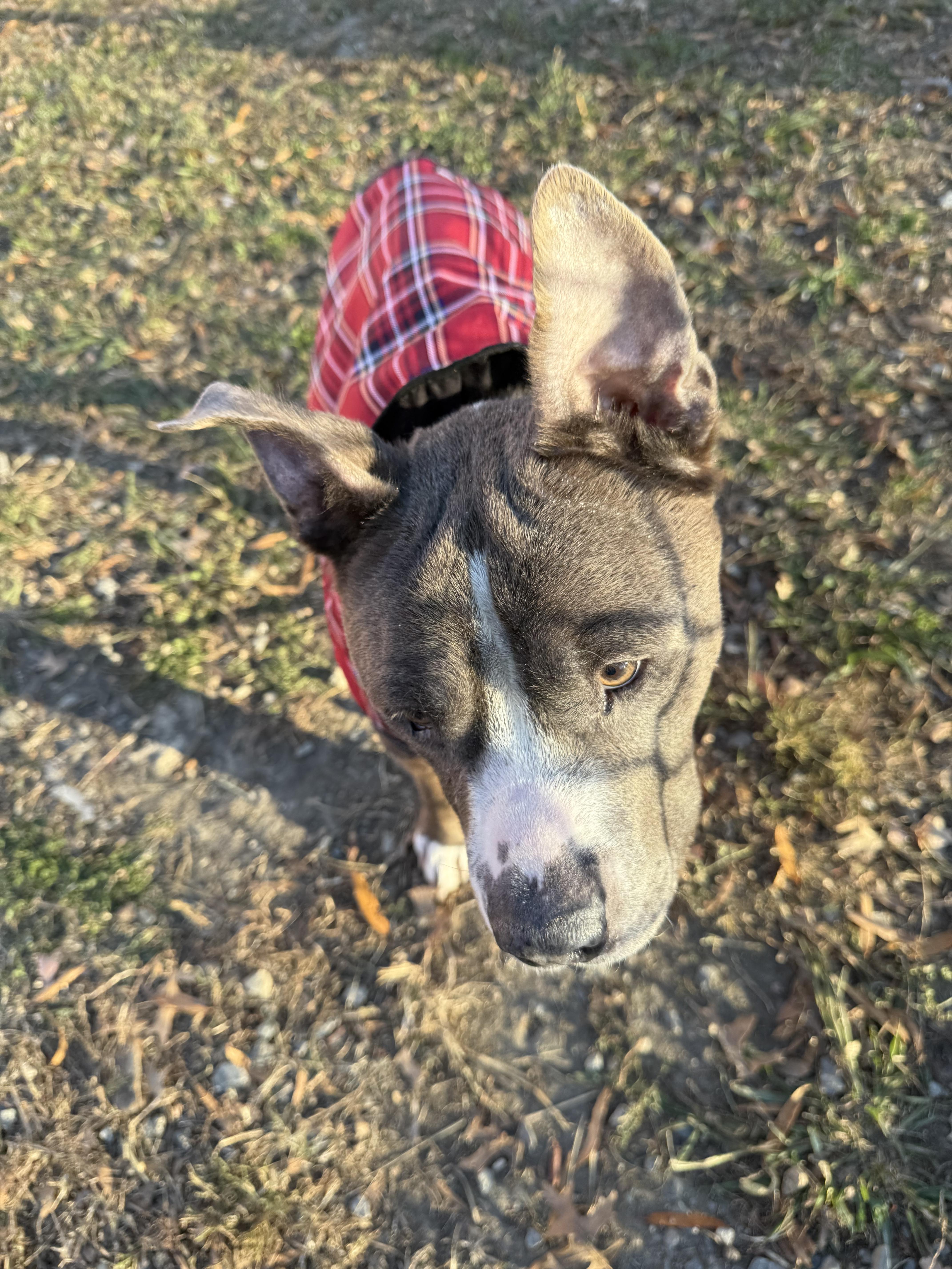 Enlarge Earl Grey, a Adoptable Pit Bull Terrier in Alexandria, VA image 1/6