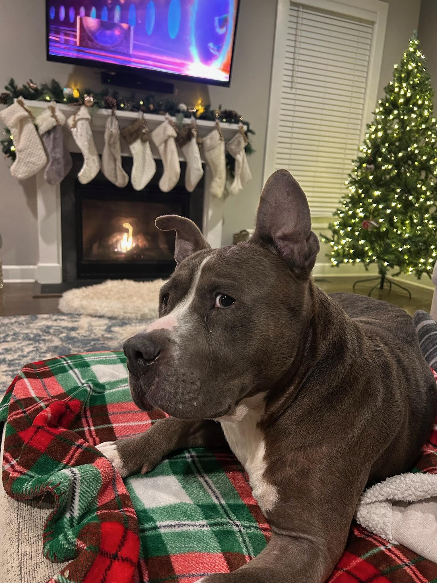 Enlarge Earl Grey, a Adoptable Pit Bull Terrier in Alexandria, VA image 2/6