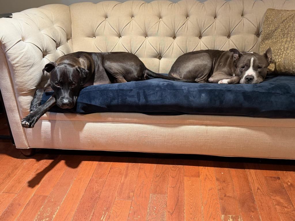 Enlarge Earl Grey, a Adoptable Pit Bull Terrier in Alexandria, VA image 3/6