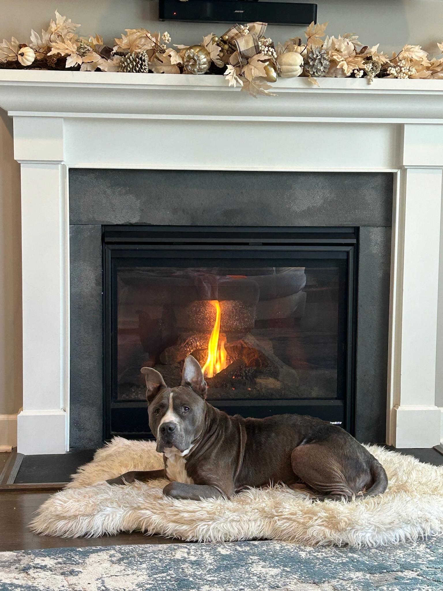 Enlarge Earl Grey, a Adoptable Pit Bull Terrier in Alexandria, VA image 4/6