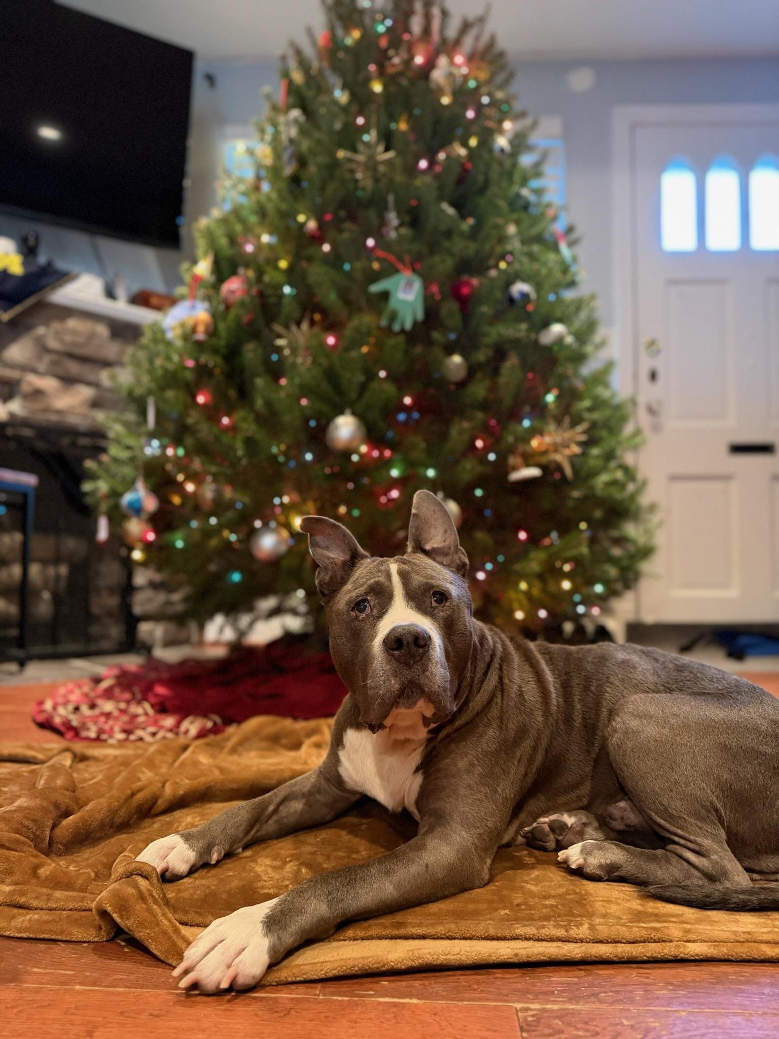 Enlarge Earl Grey, a Adoptable Pit Bull Terrier in Alexandria, VA image 5/6