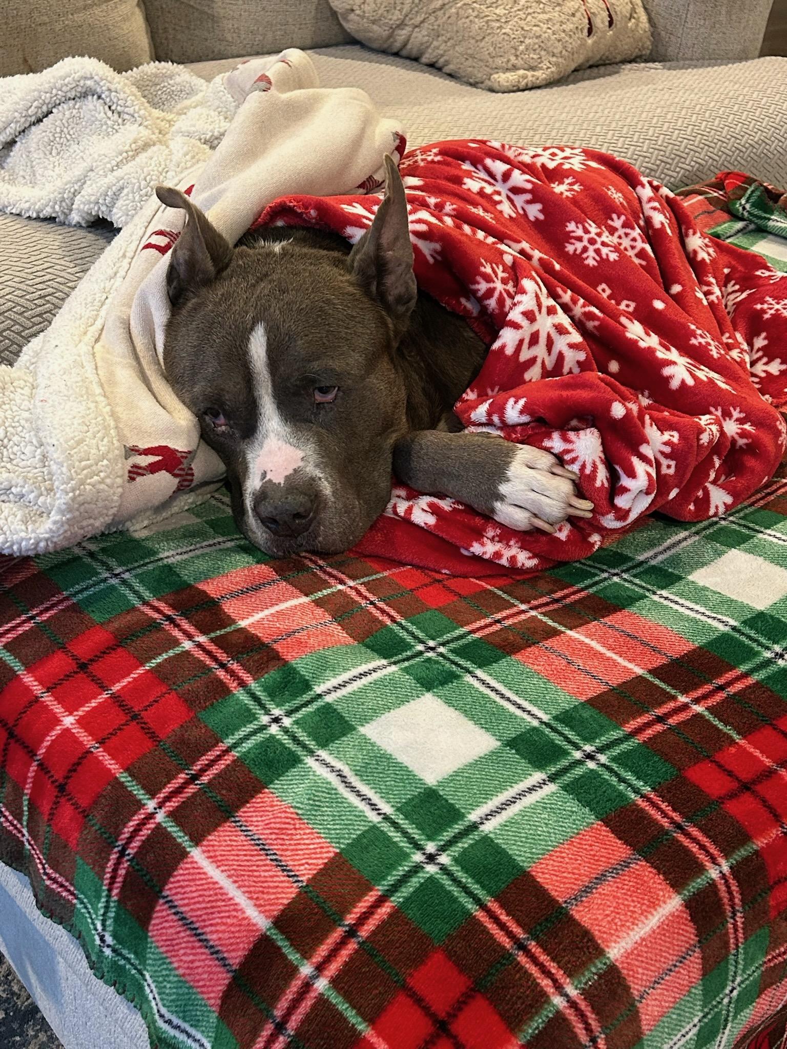 Enlarge Earl Grey, a Adoptable Pit Bull Terrier in Alexandria, VA image 6/6