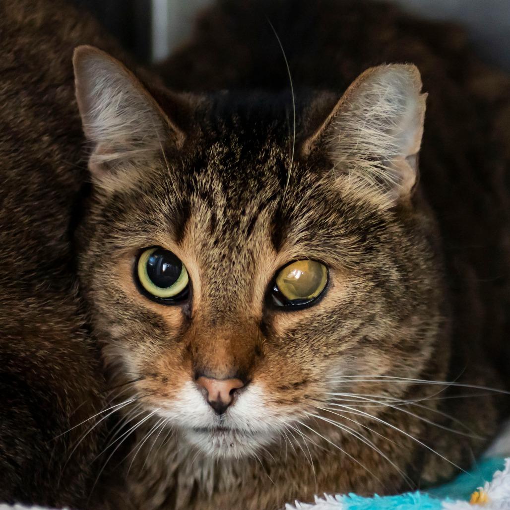 Enlarge Snoopy, a Adoptable Domestic Short Hair in Middletown, RI image 1/1