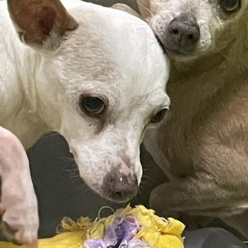 Enlarge Coco, a Adoptable Chihuahua in Spokane, WA image 1/2