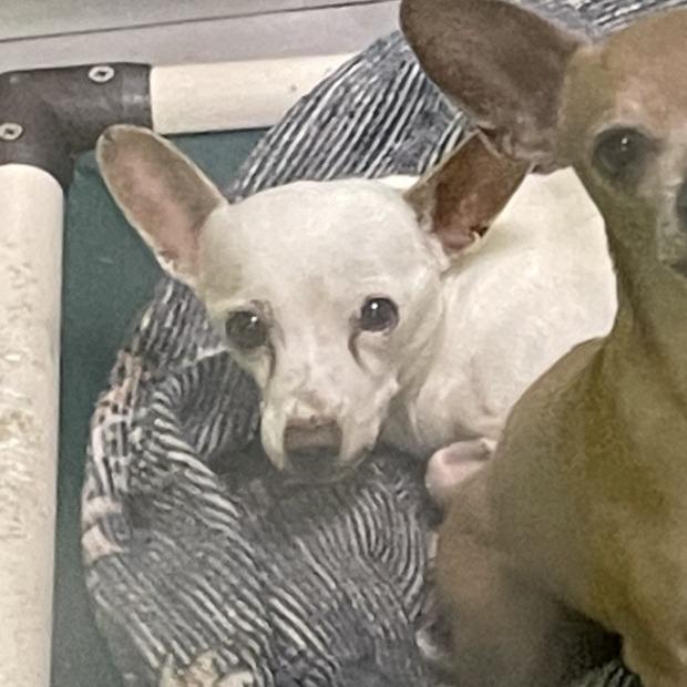 Enlarge Coco, a Adoptable Chihuahua in Spokane, WA image 2/2