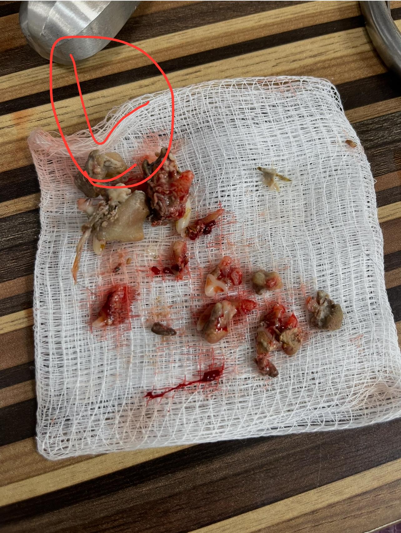 Enlarge Mr. Higgins, an adopted Yorkshire Terrier in Woodlawn, TN image 5/6