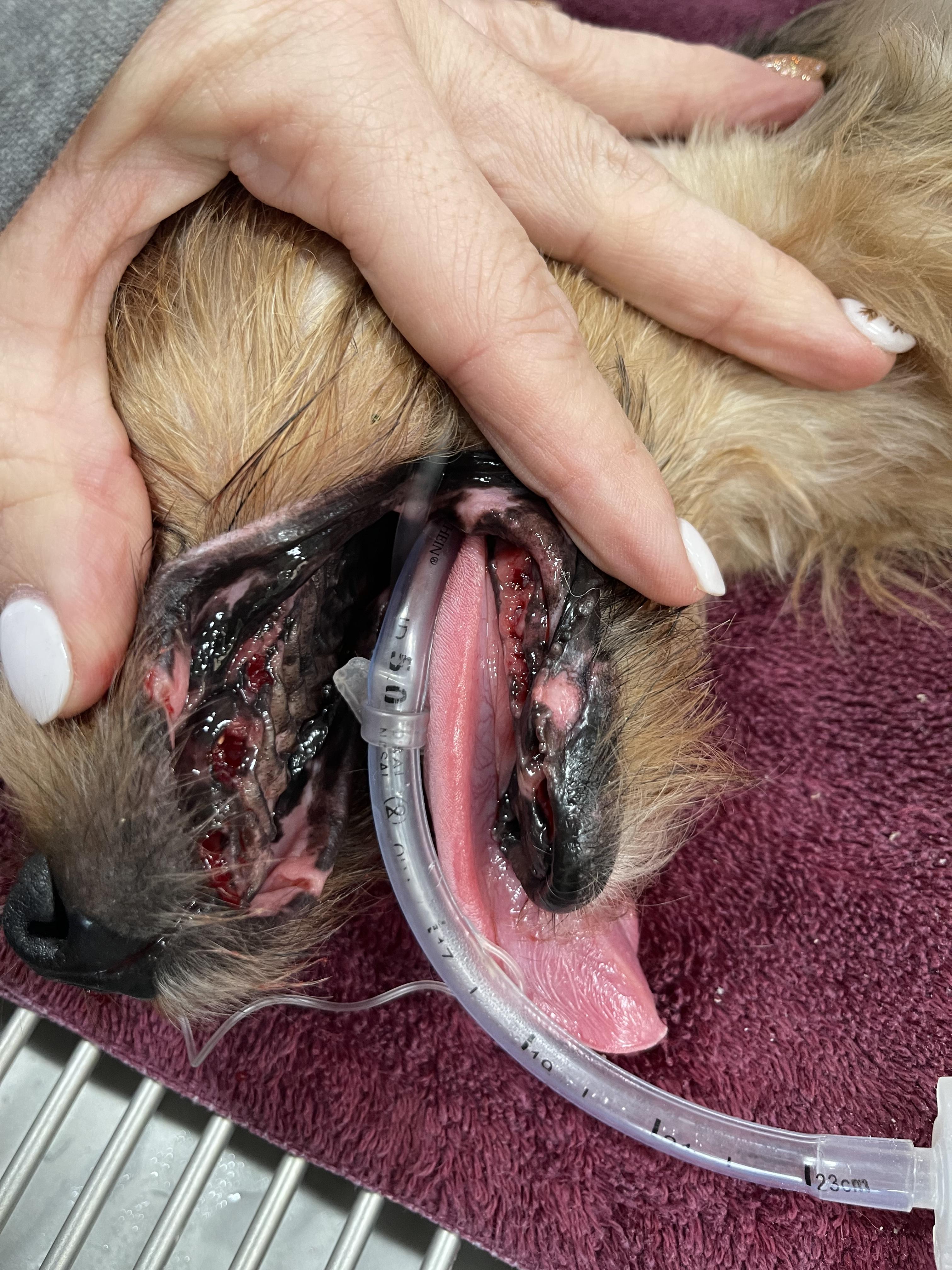 Enlarge Mr. Higgins, an adopted Yorkshire Terrier in Woodlawn, TN image 3/6