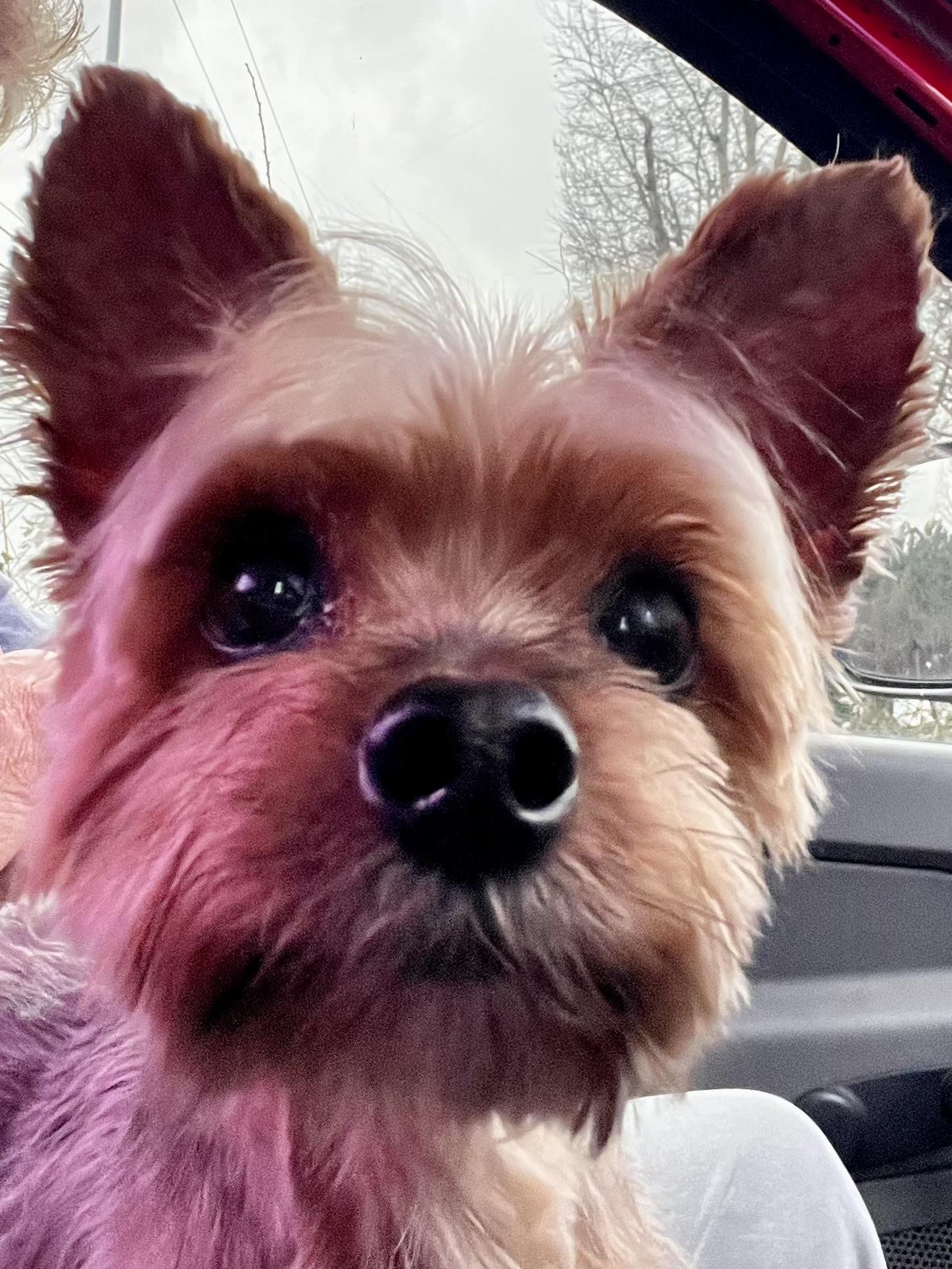 Enlarge Mr. Higgins, an adopted Yorkshire Terrier in Woodlawn, TN image 1/6