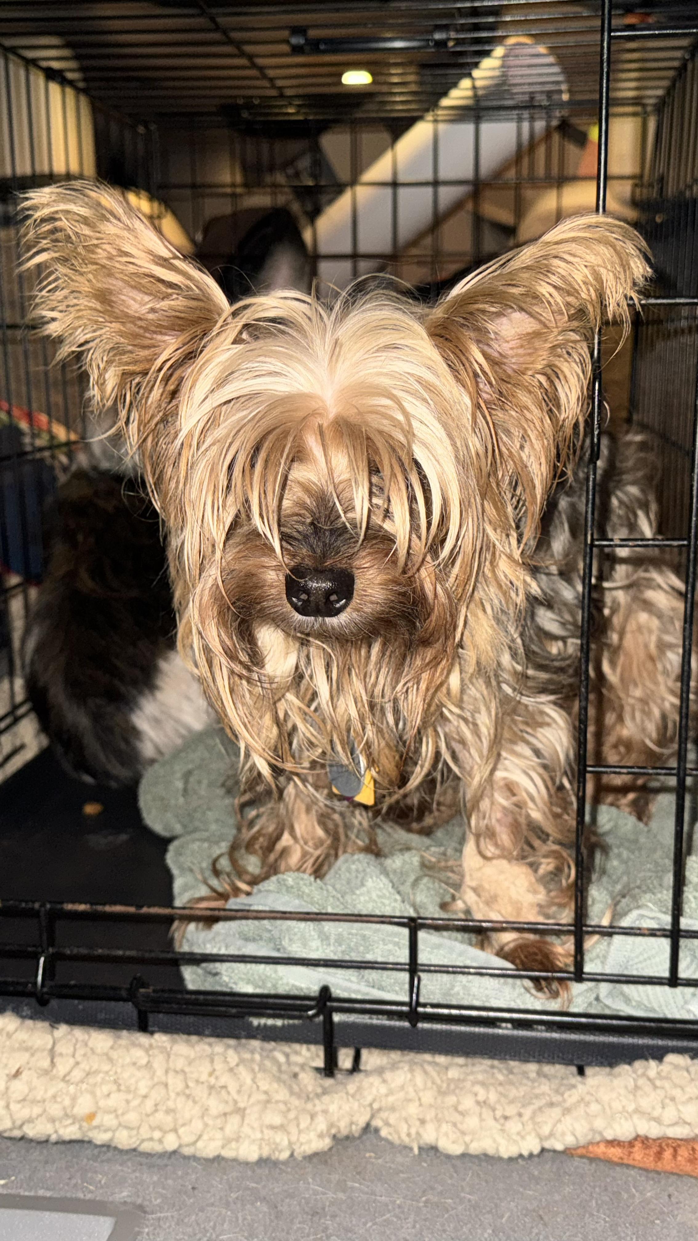 Enlarge Mr. Higgins, an adopted Yorkshire Terrier in Woodlawn, TN image 6/6