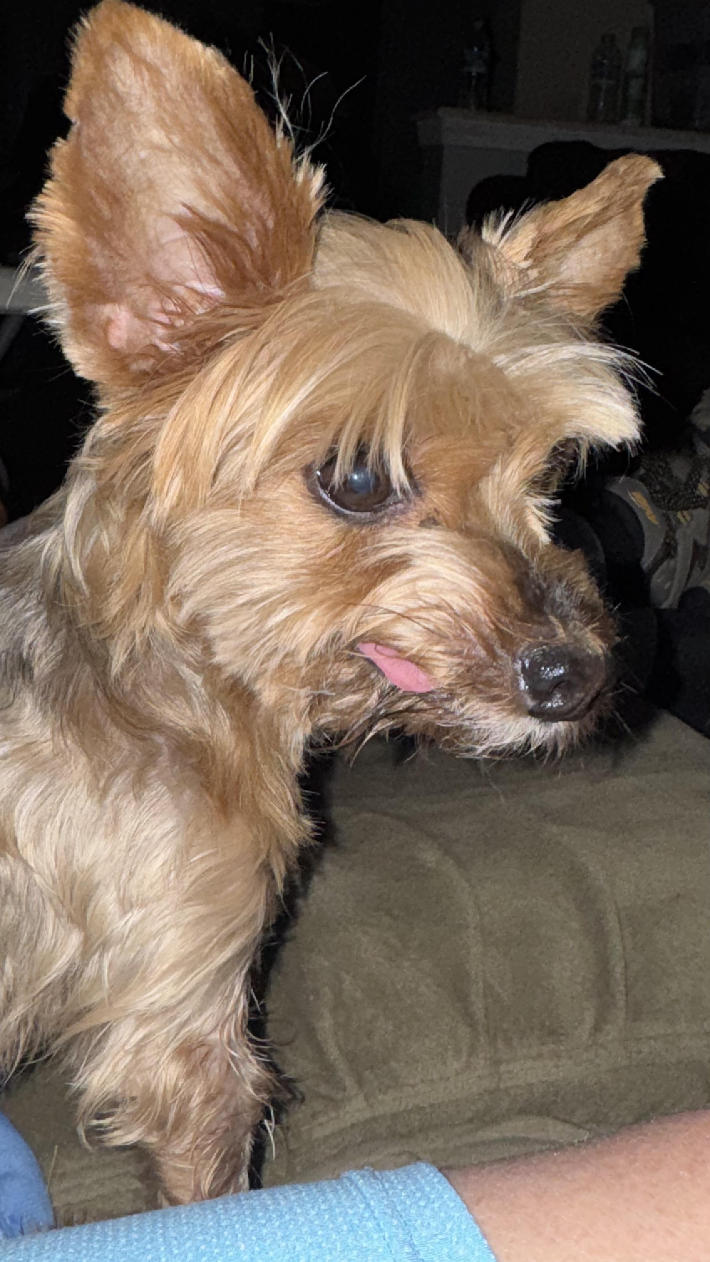 Enlarge Mr. Higgins, an adopted Yorkshire Terrier in Woodlawn, TN image 2/6