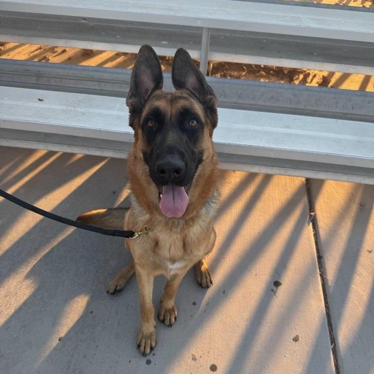 Karly, Adoptable, Young Female German Shepherd Dog.