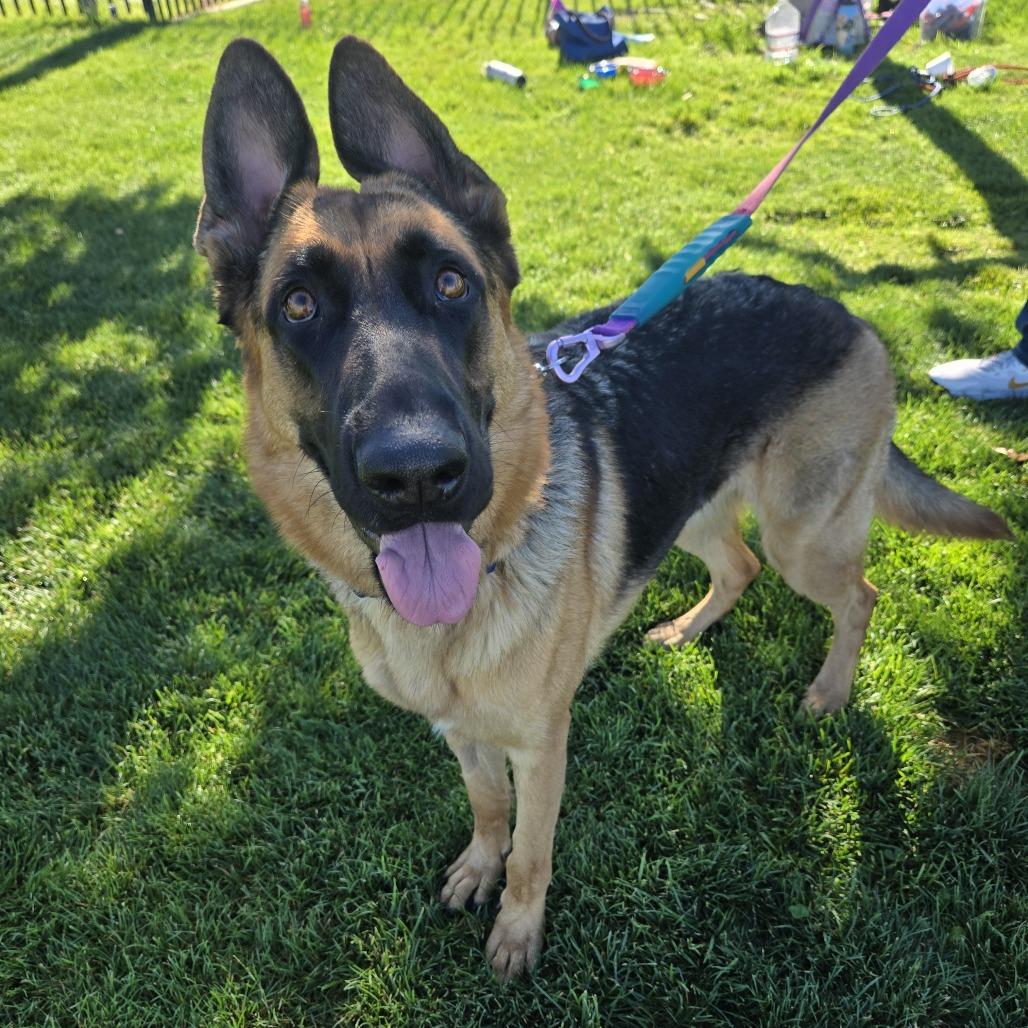 Enlarge Karly, a Adoptable German Shepherd Dog in Las Vegas, NV image 2/3