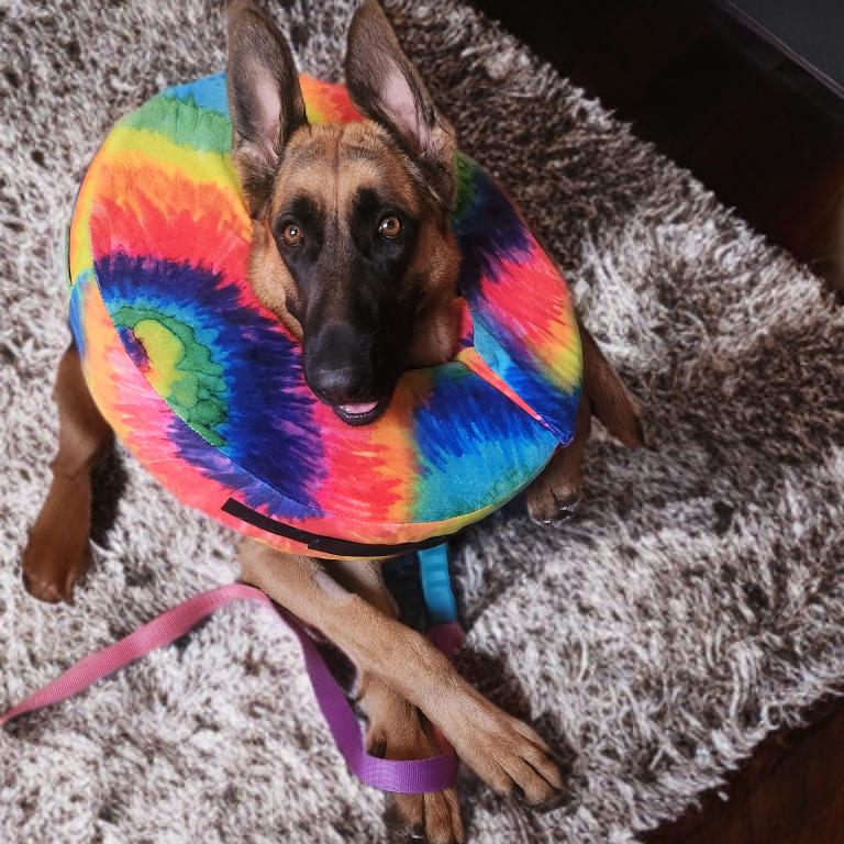 Enlarge Karly, a Adoptable German Shepherd Dog in Las Vegas, NV image 3/3