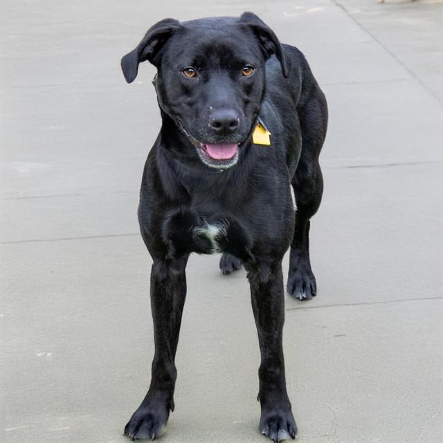 Enlarge DUCHESS, a Adoptable mixed breed in St. Louis, MO image 1/1