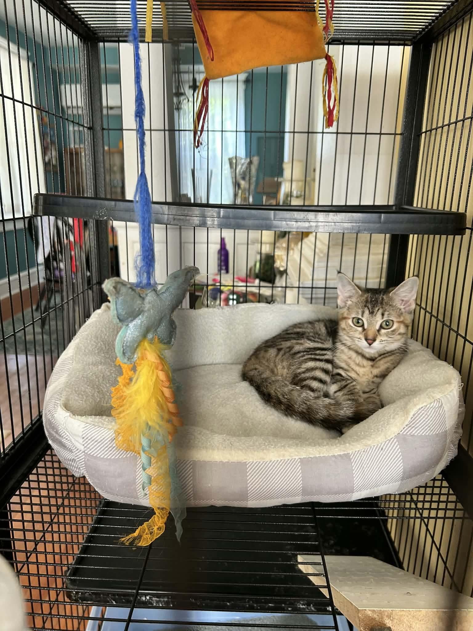 Enlarge Brie, a Adopted Domestic Short Hair in Sicklerville , NJ image 3/3