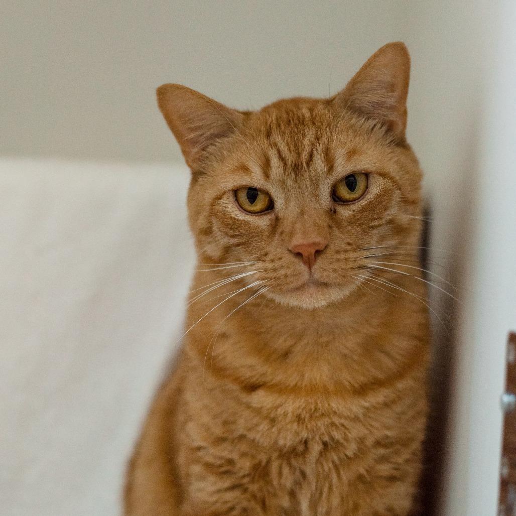 Yondu, Adoptable, Senior Male Domestic Short Hair.