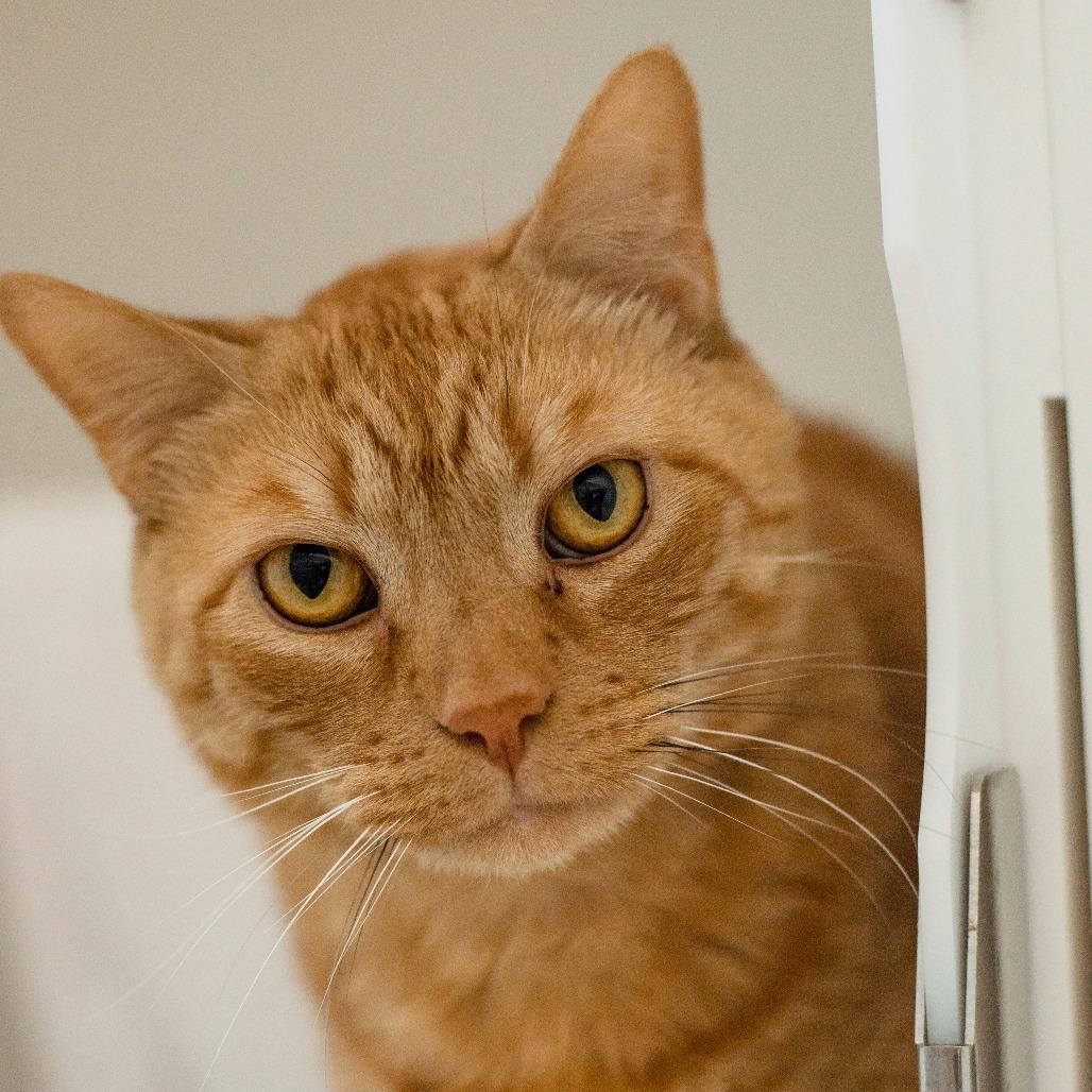Enlarge Yondu, a Adoptable Domestic Short Hair in Warwick, RI image 2/6