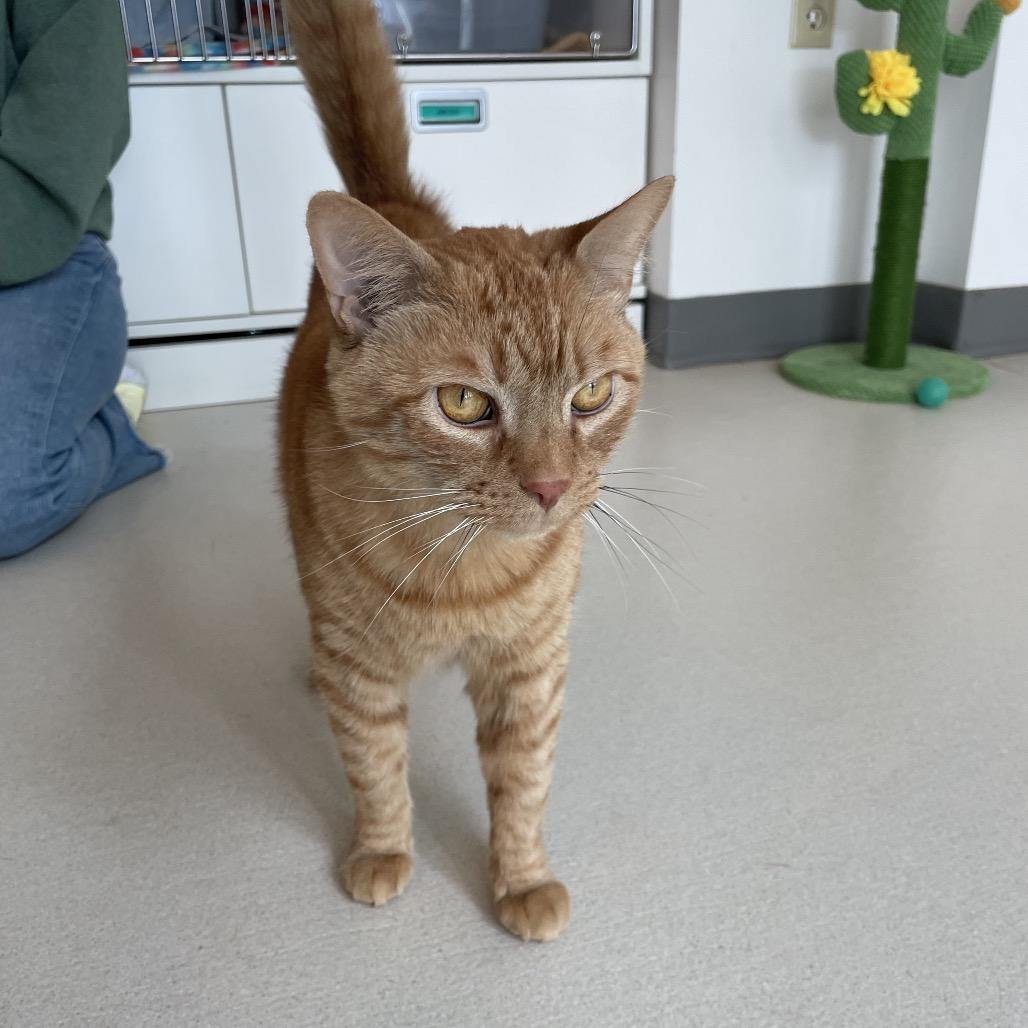 Enlarge Yondu, a Adoptable Domestic Short Hair in Warwick, RI image 3/6