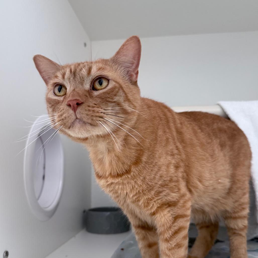 Enlarge Yondu, a Adoptable Domestic Short Hair in Warwick, RI image 4/6